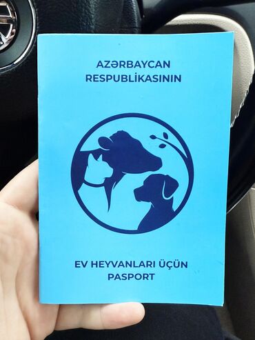 İtlər: •	Yaşı: 4 aylıq (5 aylığa keçəcək) 	•	Tam aktiv və sağlamdır 	•	Bütün — 8