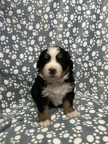 Psi: Štenci bernskog planinskog psa - Rasa: bernski planinski pas (Bernese — 8