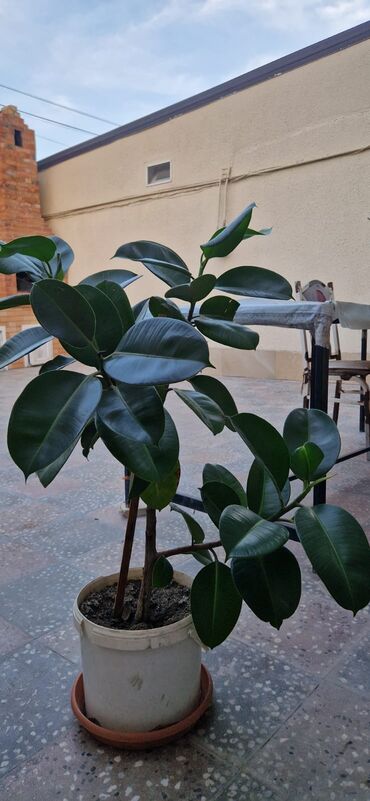 dəmir tikanı bitkisi: Digər otaq bitkiləri