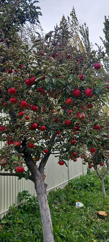 Продажа коттеджей и домов: 🏡Продаётся дом с участком в живописном селе Кара-Ой, на побережье — 15