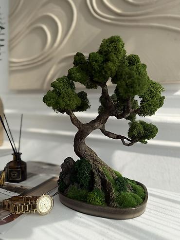Декоративные цветы: Деревья-бонсай из натурального стабилизированного мха🌳 -это — 85