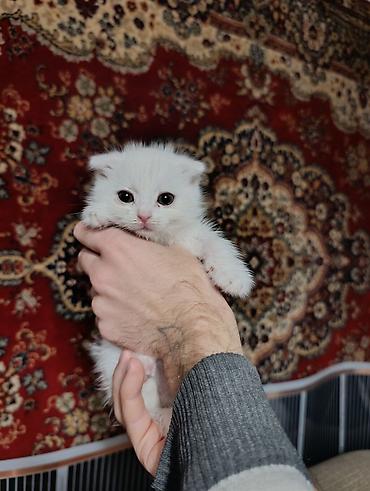 купить котенка шотландской вислоухой породы: Скотиш Фолд (Шотландская вислоухая), 2 месяца, Девочка, Белый, Метис, Приучена к лотку — 4