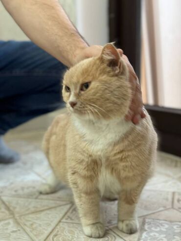 Коты: Бесплатно отдам кошку в возрасте (девочка). Только в Бишкеке. Номер