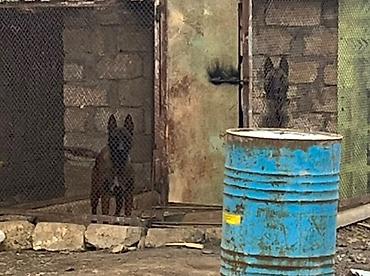 itlər bala: Belçika çoban iti, Peyvəndli — 2
