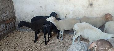 Баран, овца: Продаю | Баран (самец) | Для разведения | Осеменитель — 3