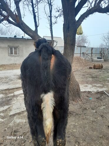 Коровы, быки: Продаю | Бык (самец) | На откорм | Привязанные — 5