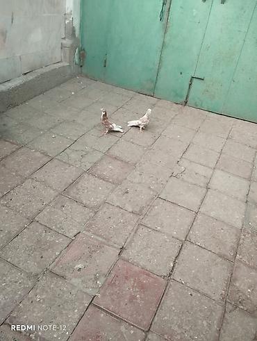 quş xana: Biri erkək,biri mayadır.Kəvən quşlardir.Iran cinsleridir.Qiymet cütüne — 2