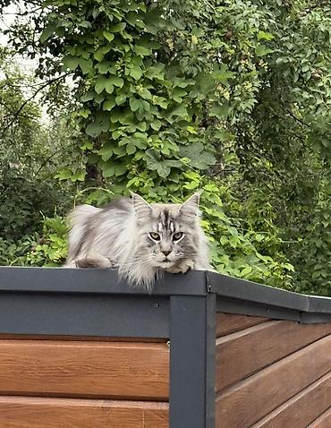 джинсовая одежда для девочек: 🐈 В связи с частыми отъездами отдам котика в добрые и заботливые руки — 1