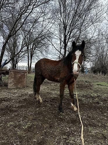 Лошади, кони: Продаю | Кобыла (самка), Конь (самец), Жеребенок | Полукровка | На забой, Для разведения, Для молока — 29