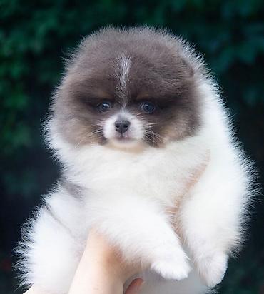 Продажа собак: Шпиц, 2 месяца, Самец — 8