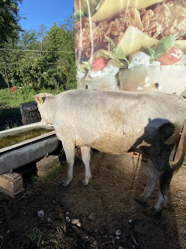 продаю быки: Продаю | Корова (самка) | Алатауская | Для молока | Стельные