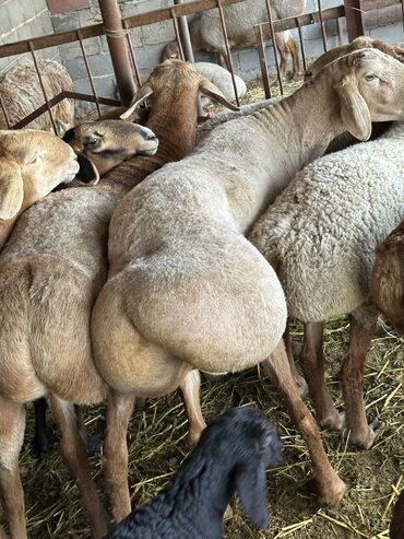 Бараны, овцы: Продаю | Баран (самец) | Гиссарская, Арашан | Для разведения | Племенные