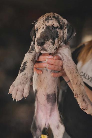 Psi: Dostupni stenci nemacke doge, rodjeni 09.03.2026. FCI registrovani — 2