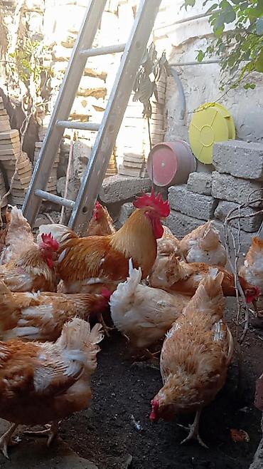 3 toyuq 3 gune 3 yumurta: Məhsul: Yerli toyuqlar və xoruzlar (yumurta yönümlü qarışıq rəngli — 2