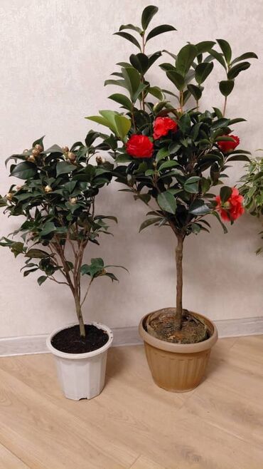 Декоративные цветы: Комнатные цветы — 1