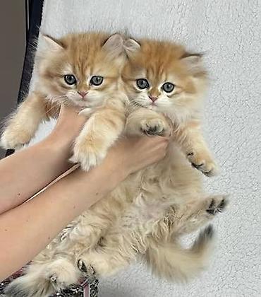 pisi: Qızıl şinşilla — 6