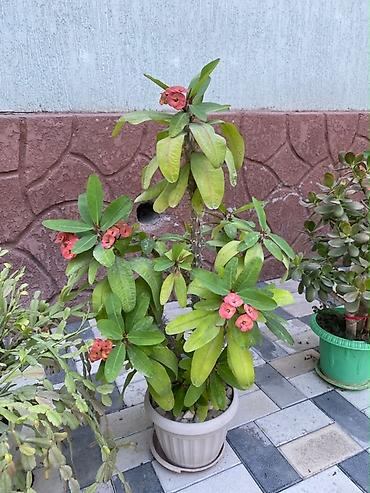 ярки: Молочай Миля (Euphorbia milii) в горшке. - Декоративно-цветущее — 4