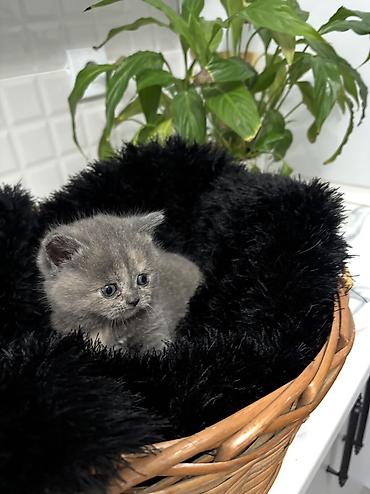 Pişiklər: Britan — 10