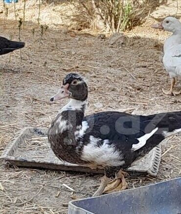 Ördəklər: 30 ədəd 2 aylıq Lal ördək balaları. 9 ədəd böyük Lal ördək. 2 ədəd — 4