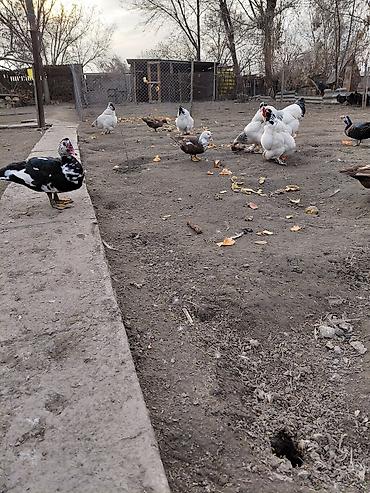 Другие с/х животные: Продаю куры, петух, индоутки Беловодске — 7