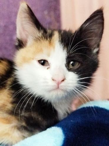 Отдам даром кошку: 3 месяца, Девочка — 6