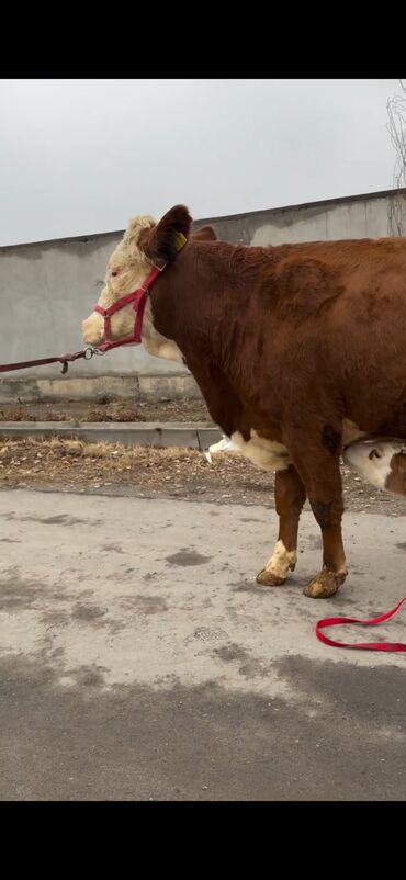 Inəklər, öküzlər: Satılır: inək bala ilə - Cins: qırmızı-ağ rəngdə, ətlik-südlük tip — 9