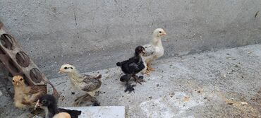cins inekler: 1 aylıq bramo cinsi cücələr. 22 ədəddir. Ədədi 6 manat