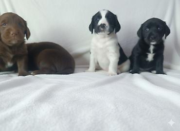 Продажа собак: Щенки спаниеля 🐶 Город: Кант Продаются щенки чистокровного спаниеля: 🐾 — 6