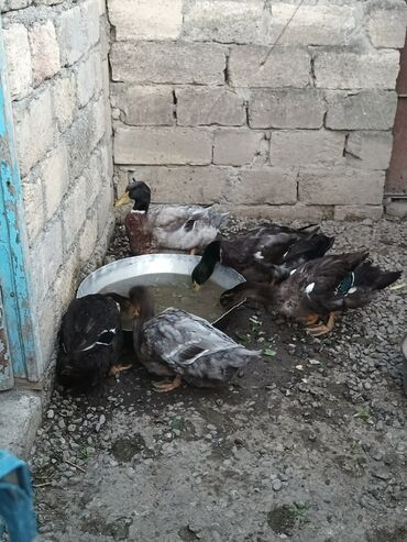 Gəmiricilər: 3 aylıq Blue Rouen ördekleri