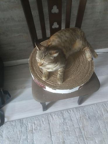 куплю цеплят: Когтеточка для котят и кошек. Прямоугольная: длина — 3