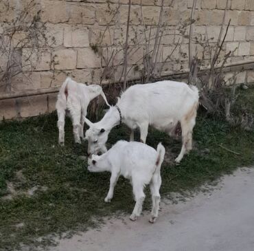 ana bala inək: Dişi, Hələb, Zanen, il: 4, Damazlıq, Südlük, Ünvandan götürmə