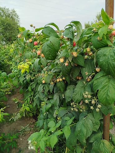 Фрукты и ягоды: Саженцы малины мапема полонез принимаю заказы на саженцы Малина — 17