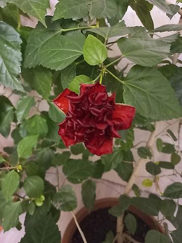 цветы апа: 5 illik kitayiski roza satilir real alıcıya endirim olacaq — 1