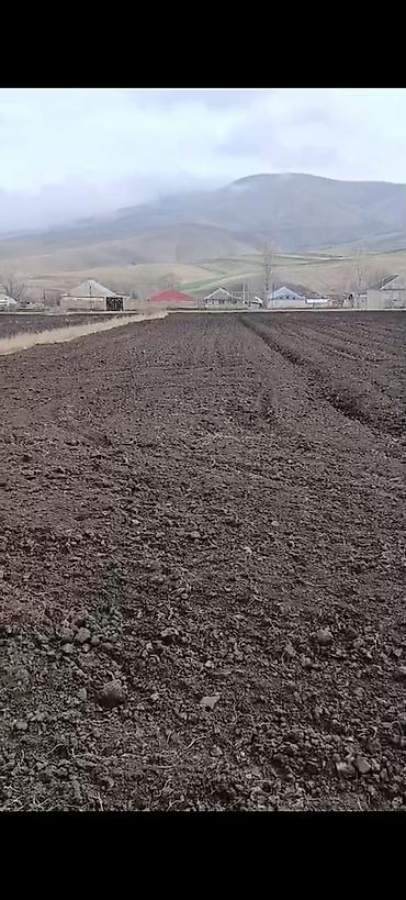 novxanı torpaq: 42 sot, Tikinti, Kupça (Çıxarış) — 2