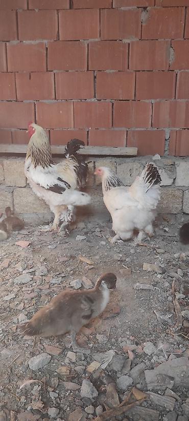 brama cucə satışı: Toyuq, Brama, Damazlıq — 4