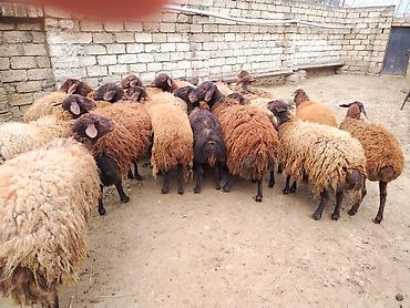 Qoyunlar, qoçlar: Satılır: Qoyun sürüsü - Növ: yerli xalı/xar (uzunquyruq, yağlı — 7