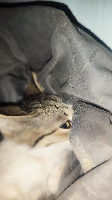 кошка беловодск: 🐾 Три маленькие жизни ищут свой дом… 🐾 У нас есть три котёнка — одна — 1