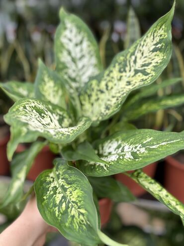 zolotoy us bitkisi: Dieffenbachia 12azn, 35azn. Vatsapp mövcuddur!. Çatdırılma metrolara