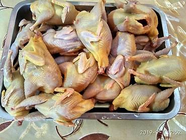 кок бору ат: Перепёлки в центре города качество мяса отличное — 1