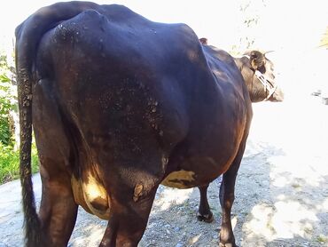 продаю корову с теленком: Продаю | Корова (самка) | Швицкая | Для молока | Стельные