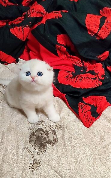 Продажа кошек: С документами. Чистокровный Шотландский вислоухий котёнок, (мальчик) — 5