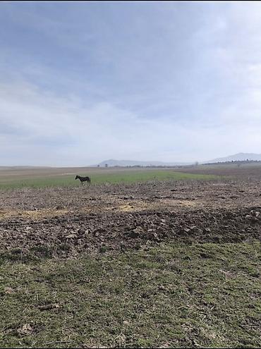 село чон таш: 100 соток, Для сельского хозяйства, Договор купли-продажи, Тех паспорт — 1
