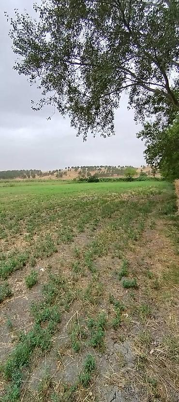 kiraye yolu ile satilan evler: 75 sot, Tikinti, Mülkiyyətçi, Kupça (Çıxarış) — 3