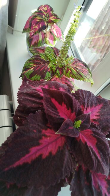 Герани и пеларгонии: Колеус (плектрантус скумариновый) с эффектной вариегатной листвой — 4