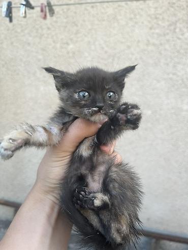 кошачий мята: Отдадим котят в хорошие руки 4 котенка : 3 девочки и 1 — 2