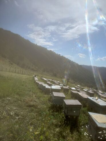 Охрана, безопасность: Ишу помощник пчеловодство город жалал абад цело кара алма
