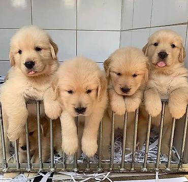 İtlər: Labrador-retriver, 1 ay, Erkek — 28