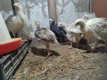 цыплята индейки цена: Продаю индюшат возраст от месяца до 2х месяцев цена 700 и 850сомов