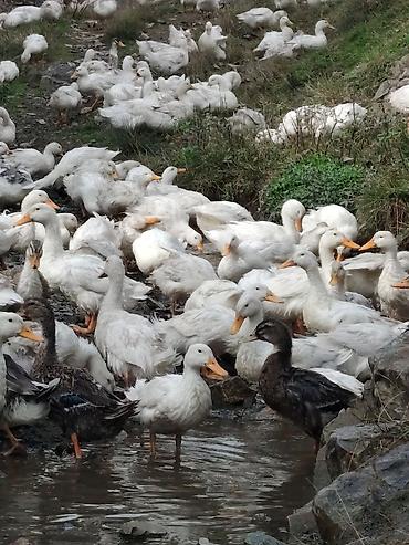 toptan yem satisi: Satılır: ördək sürüsü 500 ededi - Cins: ağ ev/ferma ördəkləri — 1