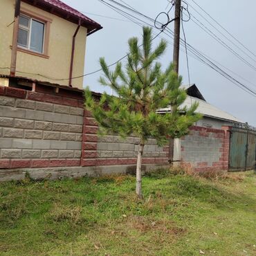 Декоративные деревья: Саженцы деревьев: Ели, Самовывоз, Платная доставка — 9